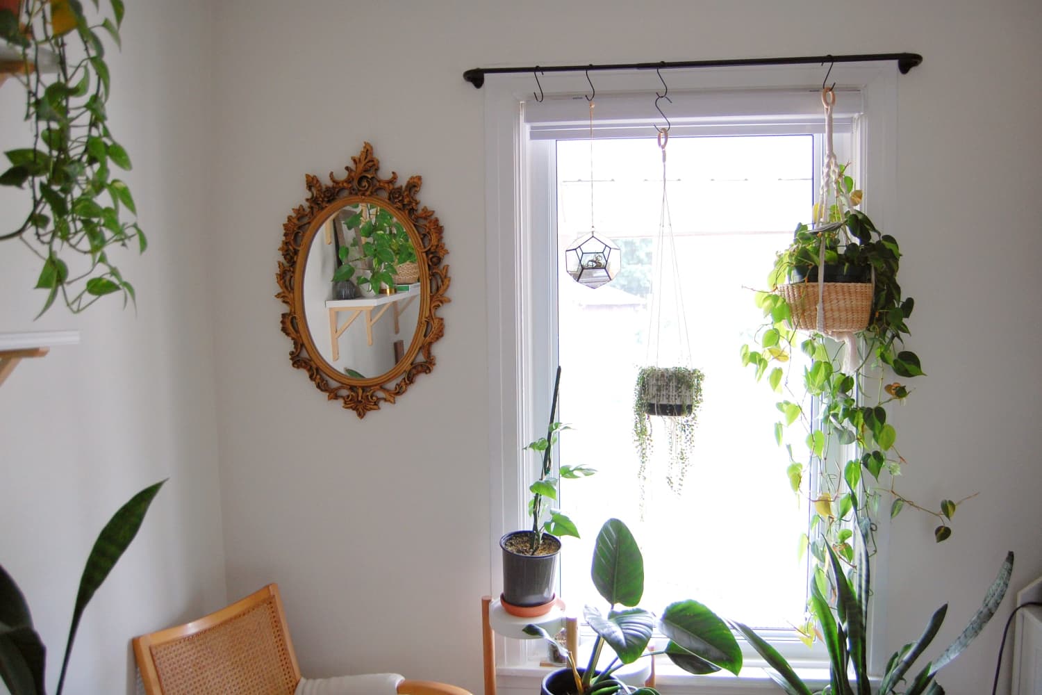 Window hanging best sale plants